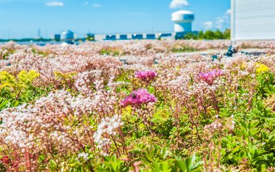 Waterproofing Green Roofs