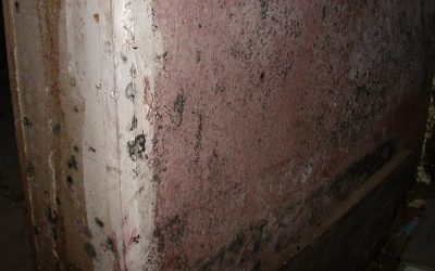 Mold Remediation: An Update