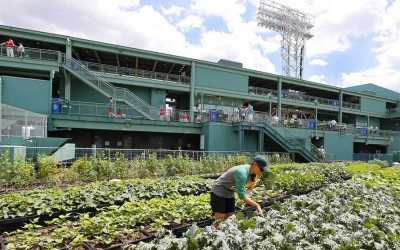 Green Roof for A Stadium